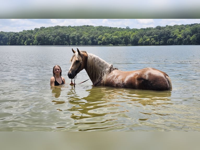 Fries paard Mix Ruin 7 Jaar Palomino in Robards