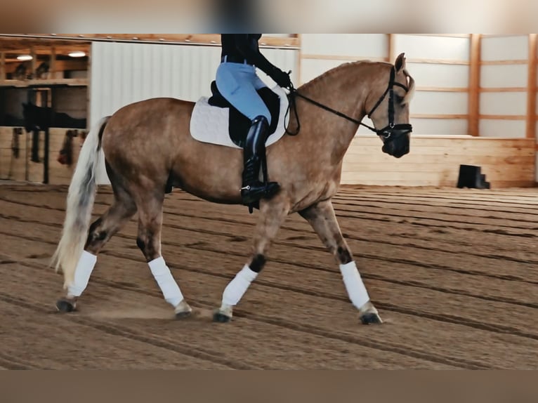 Fries paard Mix Ruin 7 Jaar Palomino in Robards