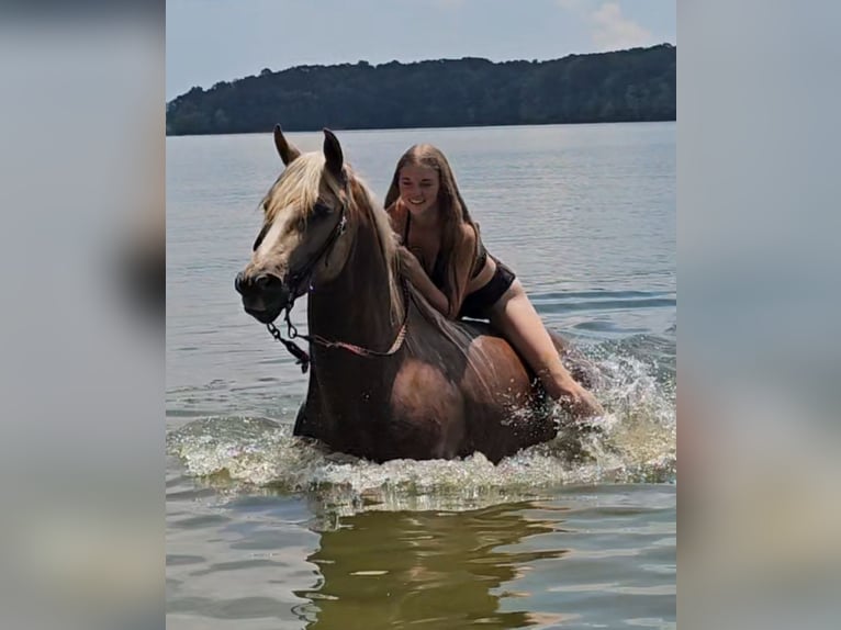 Fries paard Mix Ruin 7 Jaar Palomino in Robards