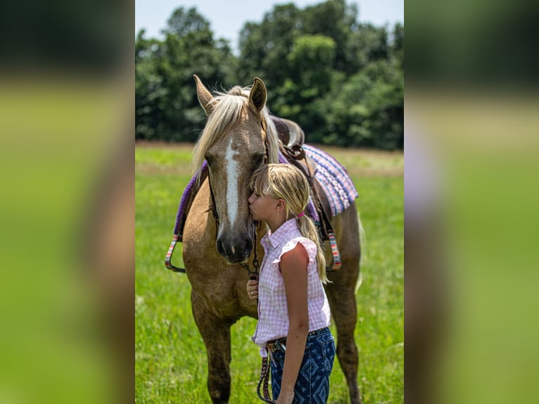 Fries paard Mix Ruin 7 Jaar Palomino in Robards