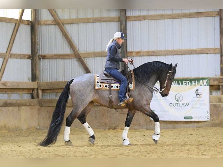 Fries paard Mix Ruin 7 Jaar Roan-Bay in Oelwein