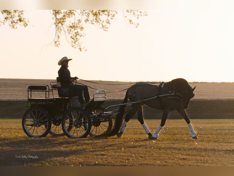 Fries paard Mix Ruin 7 Jaar Roan-Bay in Oelwein