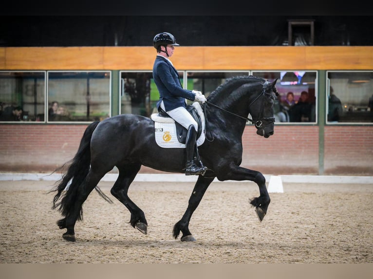 Fries paard Ruin 7 Jaar Zwart in Aalsmeer