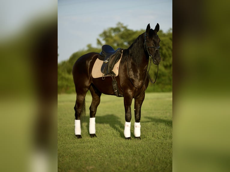 Fries paard Ruin 7 Jaar Zwart in Waco