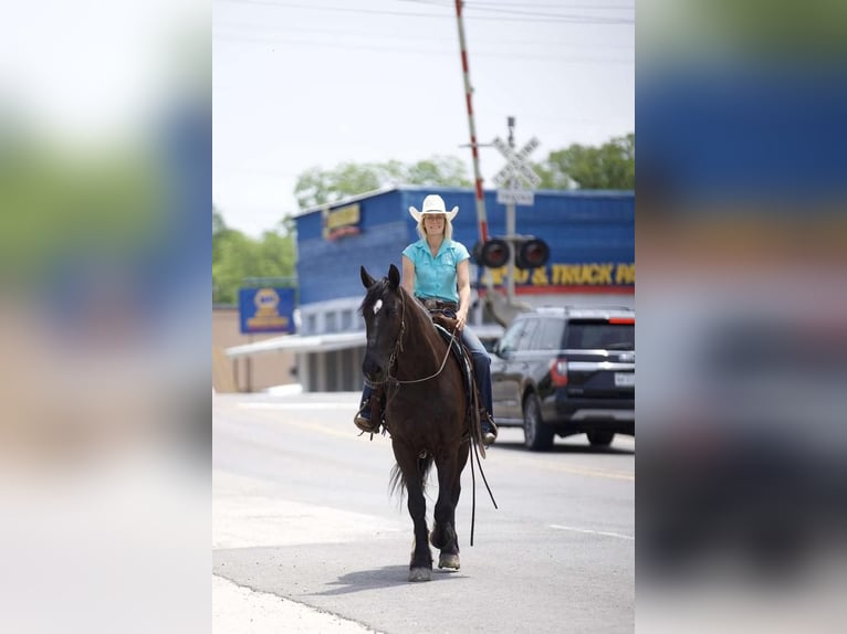 Fries paard Mix Ruin 7 Jaar Zwart in Huntsville, TX