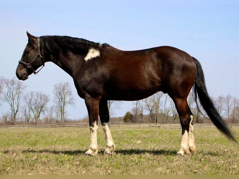 Fries paard Ruin 7 Jaar Zwart in Highland MI