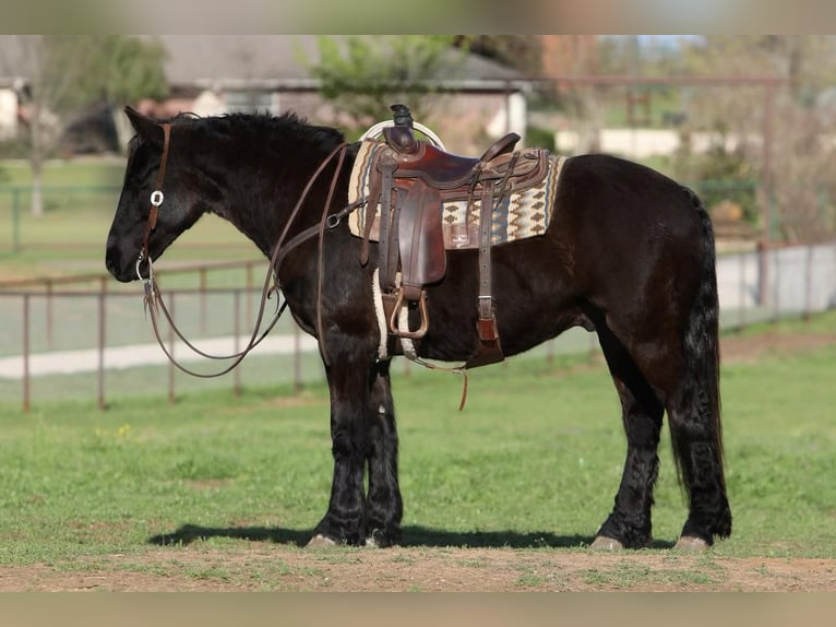 Fries paard Mix Ruin 7 Jaar Zwart in Joshua, TX