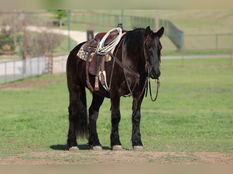 Fries paard Mix Ruin 7 Jaar Zwart in Joshua, TX