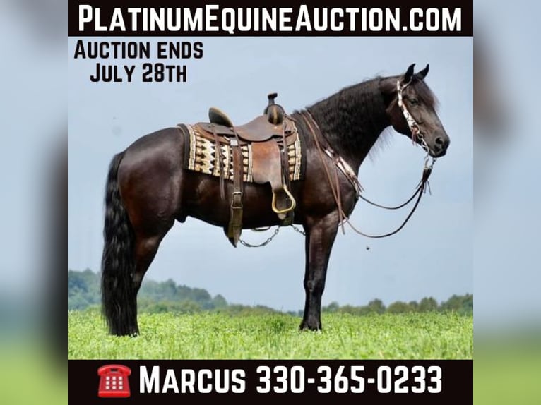 Fries paard Ruin 7 Jaar Zwart in Fresno OH