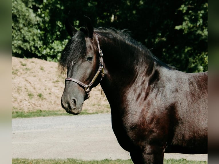 Fries paard Mix Ruin 7 Jaar Zwart in Akron