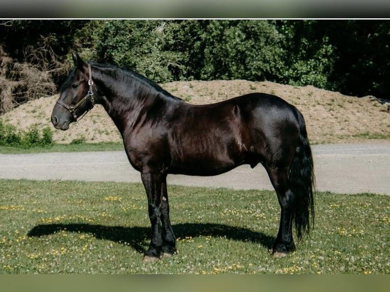 Fries paard Mix Ruin 7 Jaar Zwart in Akron