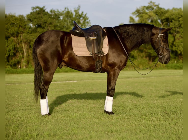 Fries paard Ruin 7 Jaar Zwart in Waco