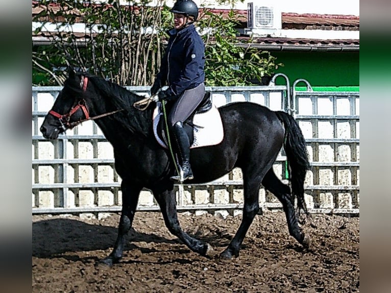 Fries paard Mix Ruin 8 Jaar 150 cm Zwart in Buttstädt Fries paard Mix Ruin 8 Jaar 150 cm Zwart in Buttstädt