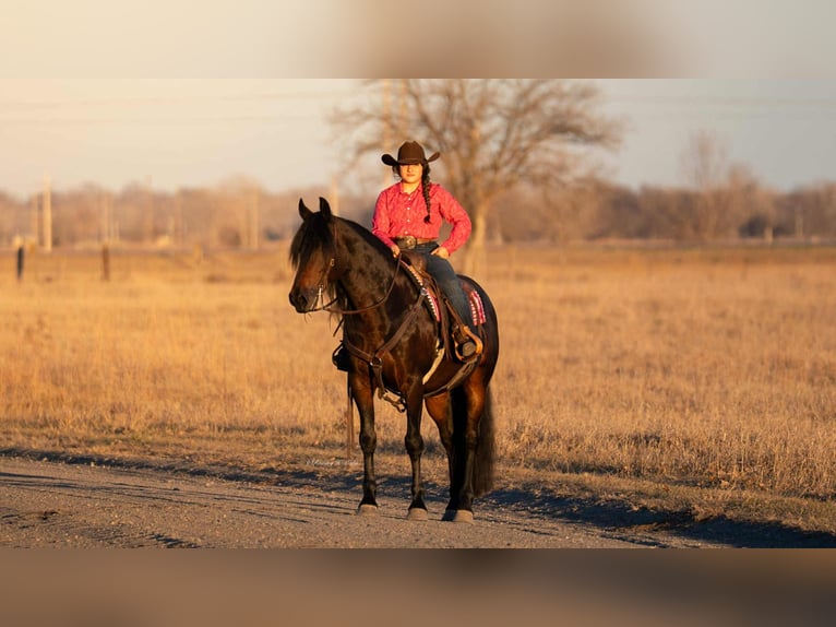 Fries paard Mix Ruin 8 Jaar 152 cm Donkerbruin in Grand Island