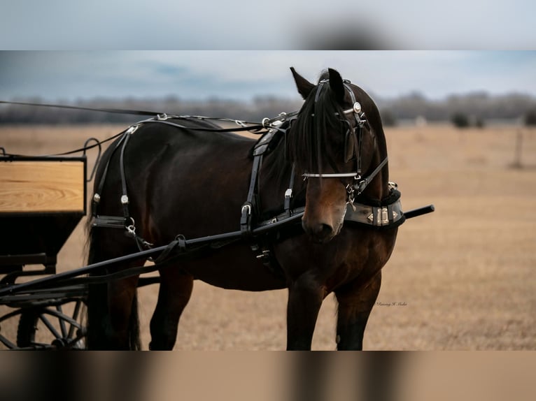 Fries paard Mix Ruin 8 Jaar 152 cm Donkerbruin in Grand Island