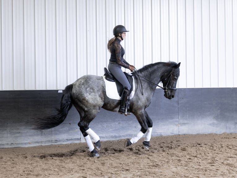 Fries paard Mix Ruin 8 Jaar 152 cm Roan-Blue in Michigan City