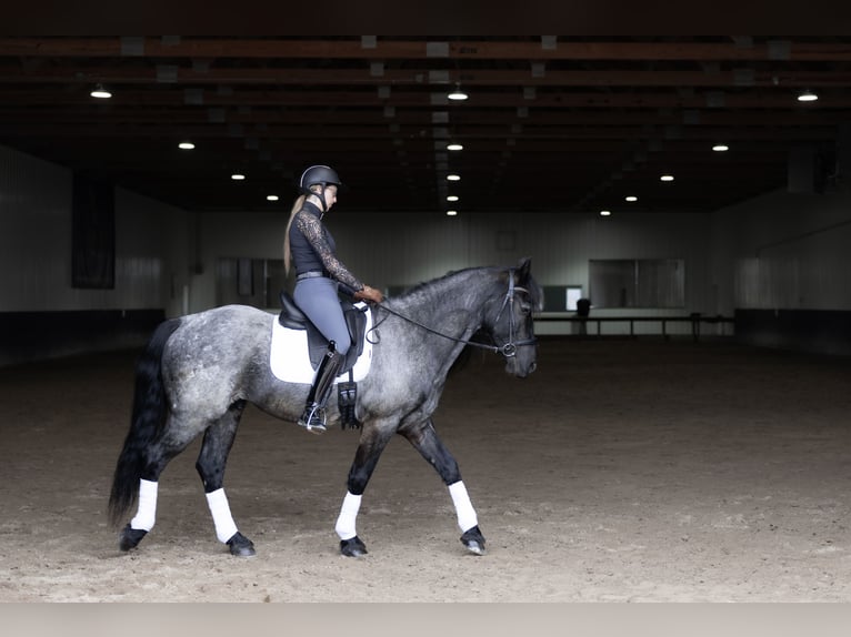 Fries paard Mix Ruin 8 Jaar 152 cm Roan-Blue in Michigan City