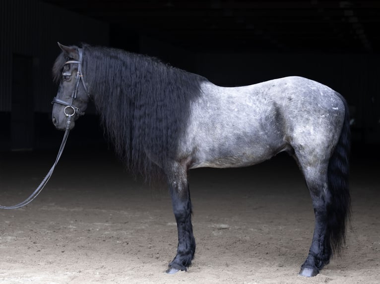 Fries paard Mix Ruin 8 Jaar 152 cm Roan-Blue in Michigan City