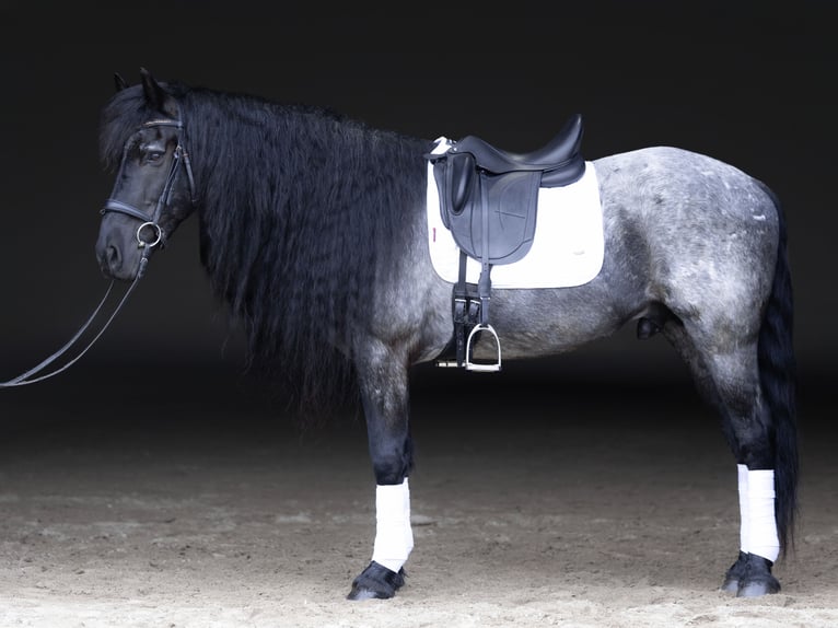 Fries paard Mix Ruin 8 Jaar 152 cm Roan-Blue in Michigan City