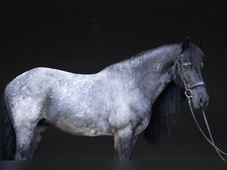 Fries paard Mix Ruin 8 Jaar 152 cm Roan-Blue in Michigan City