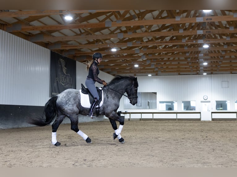 Fries paard Mix Ruin 8 Jaar 152 cm Roan-Blue in Michigan City