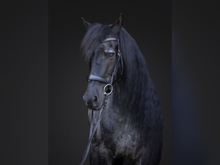 Fries paard Mix Ruin 8 Jaar 152 cm Roan-Blue in Michigan City