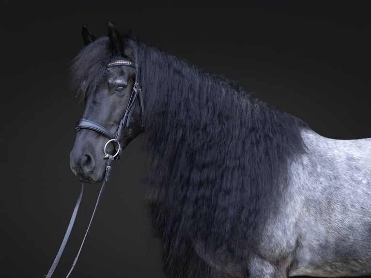 Fries paard Mix Ruin 8 Jaar 152 cm Roan-Blue in Michigan City