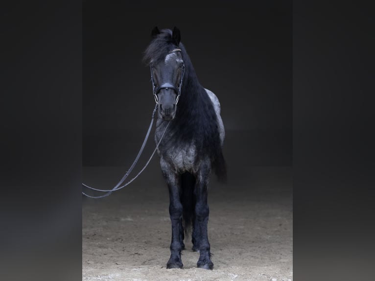 Fries paard Mix Ruin 8 Jaar 152 cm Roan-Blue in Michigan City