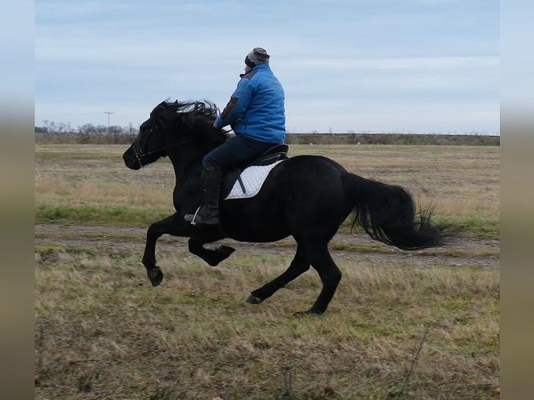 Fries paard Mix Ruin 8 Jaar 152 cm Zwart in Buttst&#xE4;dt
