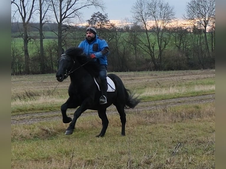 Fries paard Mix Ruin 8 Jaar 152 cm Zwart in Buttst&#xE4;dt
