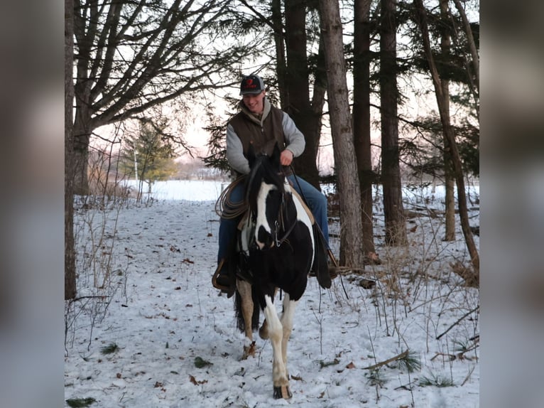 Fries paard Mix Ruin 8 Jaar 155 cm Gevlekt-paard in Howell