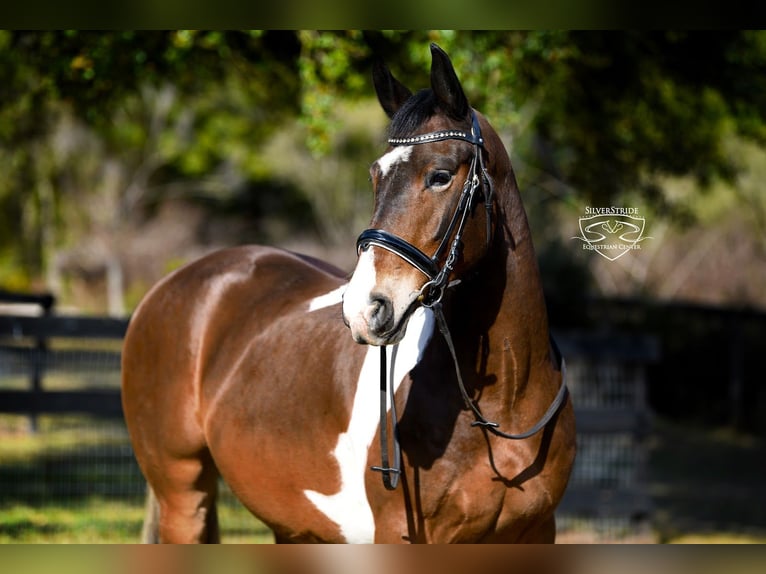 Fries paard Mix Ruin 8 Jaar 157 cm Gevlekt-paard in Ocala