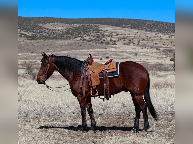 Fries paard Ruin 8 Jaar 157 cm Roodbruin in Camp Verde, AZ