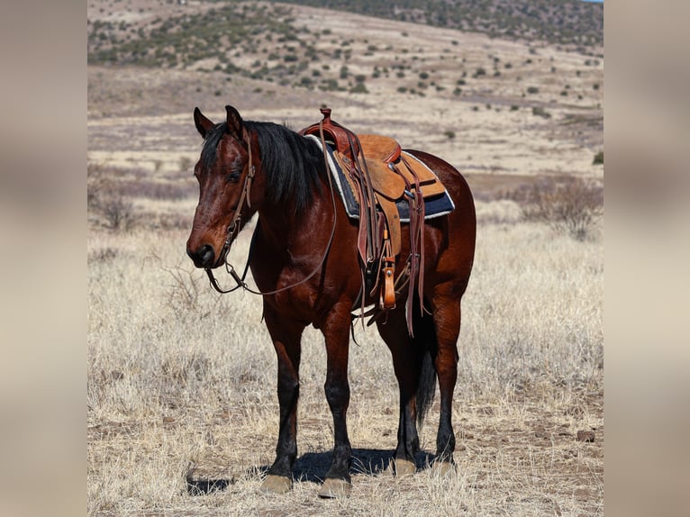 Fries paard Ruin 8 Jaar 157 cm Roodbruin in Camp Verde, AZ