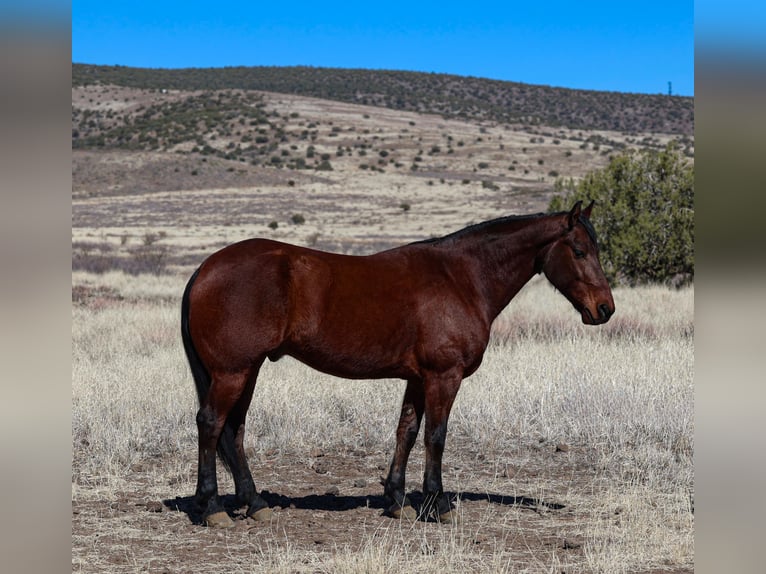 Fries paard Ruin 8 Jaar 157 cm Roodbruin in Camp Verde, AZ