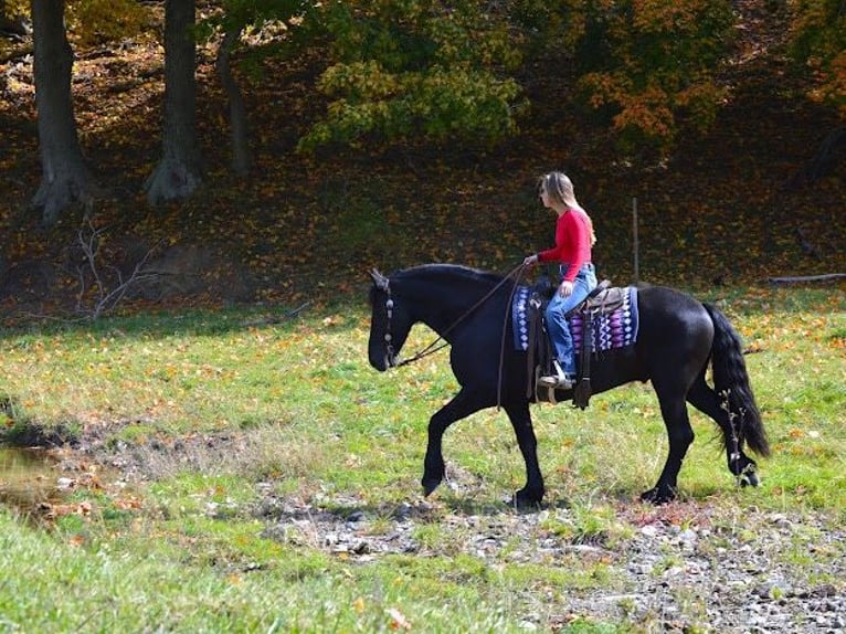 Fries paard Ruin 8 Jaar 157 cm Zwart in Fredericksburg OH