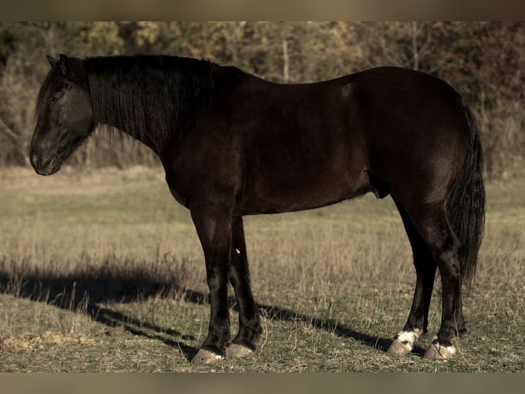 Fries paard Mix Ruin 8 Jaar 157 cm Zwart in Weatherford