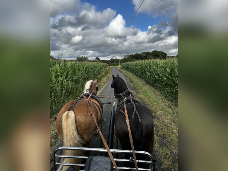 Fries paard Ruin 8 Jaar 158 cm Zwart in Hamm
