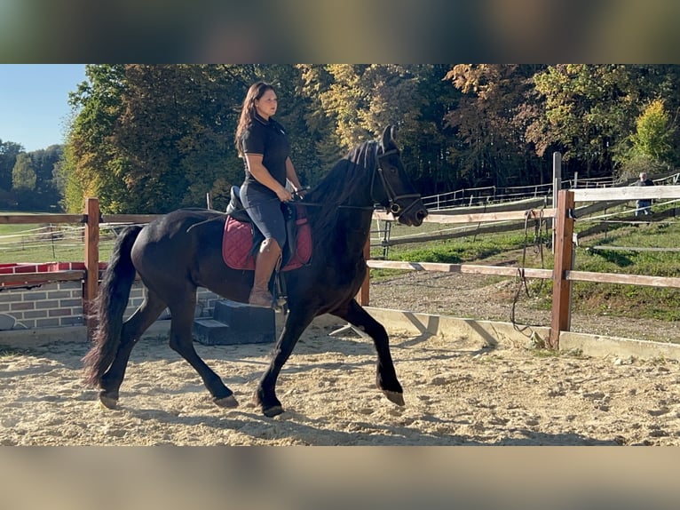 Fries paard Ruin 8 Jaar 158 cm Zwart in Ursensollen