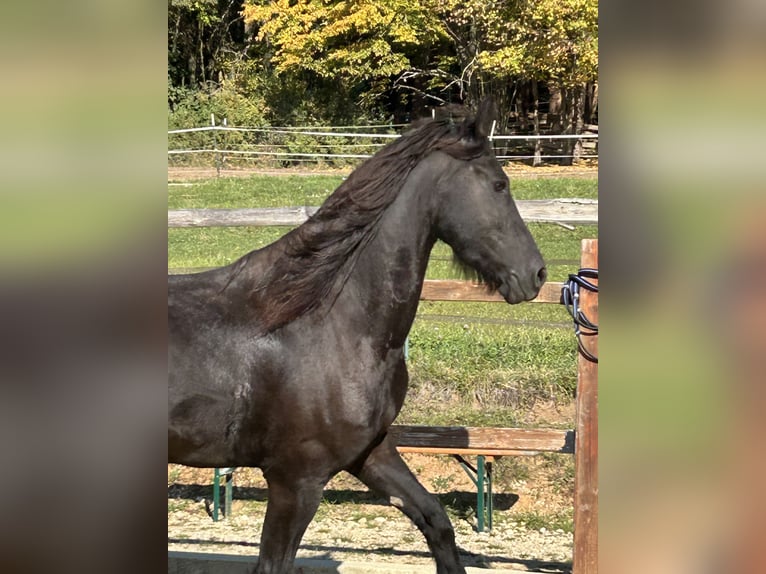 Fries paard Ruin 8 Jaar 158 cm Zwart in Ursensollen