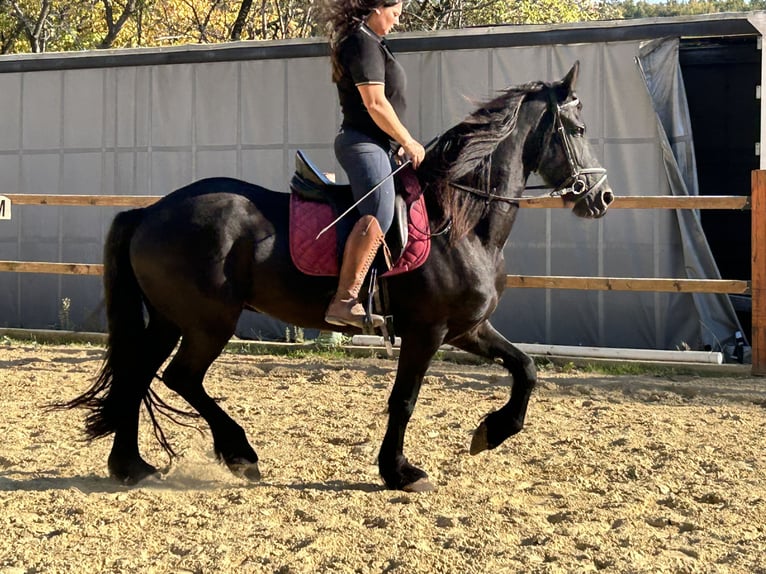 Fries paard Ruin 8 Jaar 158 cm Zwart in Ursensollen