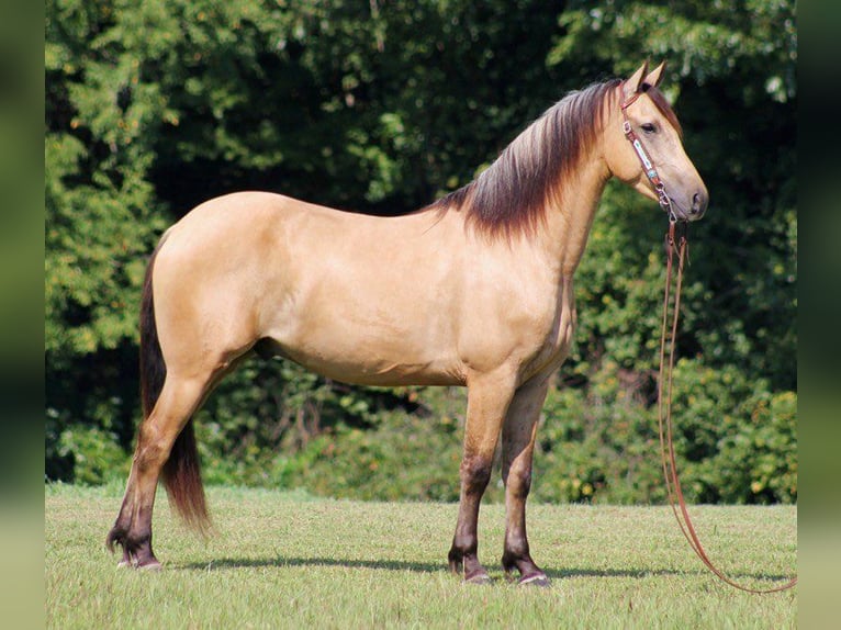 Fries paard Ruin 8 Jaar 160 cm Buckskin in gOSHEN oh