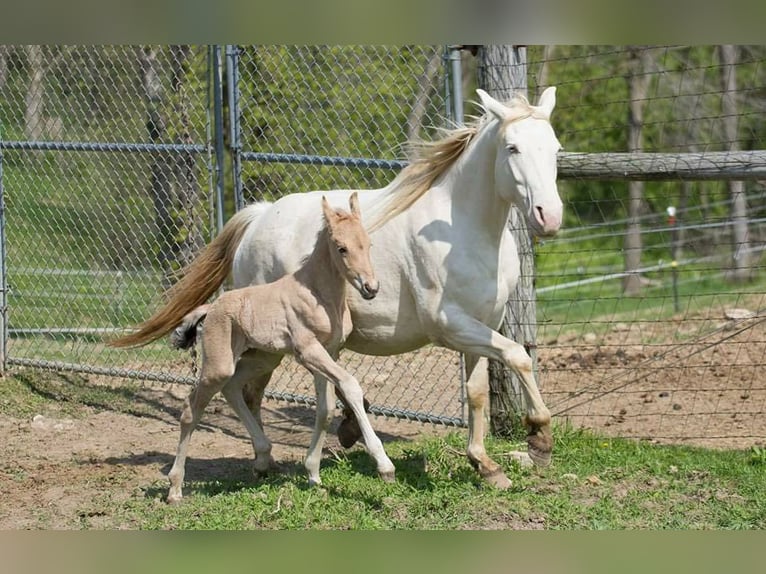 Fries paard Ruin 8 Jaar 160 cm Buckskin in gOSHEN oh