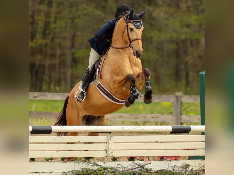 Fries paard Ruin 8 Jaar 160 cm Buckskin in gOSHEN oh