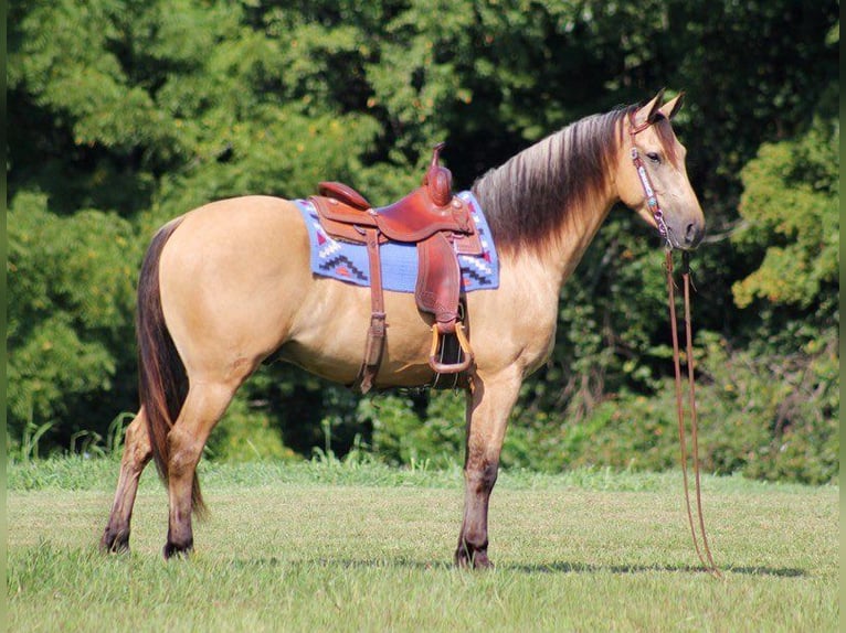 Fries paard Ruin 8 Jaar 160 cm Buckskin in gOSHEN oh