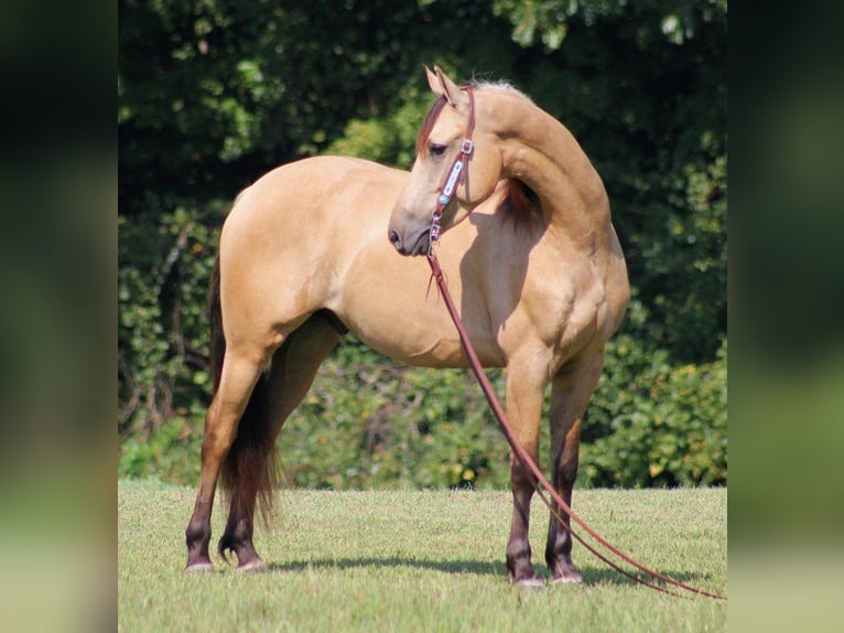 Fries paard Ruin 8 Jaar 160 cm Buckskin in gOSHEN oh