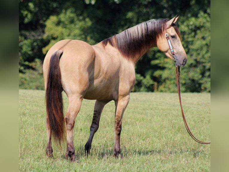 Fries paard Ruin 8 Jaar 160 cm Buckskin in gOSHEN oh