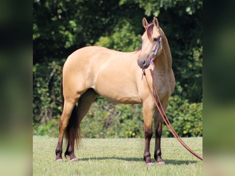 Fries paard Ruin 8 Jaar 160 cm Buckskin in gOSHEN oh