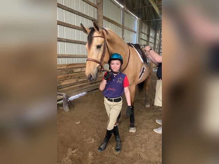 Fries paard Ruin 8 Jaar 160 cm Buckskin in gOSHEN oh