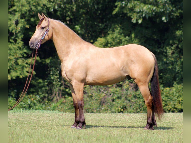 Fries paard Ruin 8 Jaar 160 cm Buckskin in gOSHEN oh